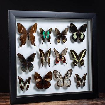 Peinture - Collection de papillons mixtes - Entomological