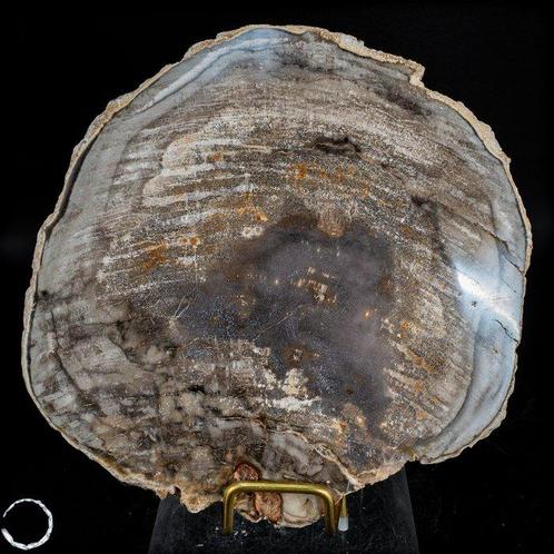 Tranche polie à la main naturelle Bois pétrifié- 664.47 g, Verzamelen, Mineralen en Fossielen