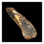 Wolharige mammoet - Fossiele kies - 16 cm - 28 cm, Verzamelen, Mineralen en Fossielen