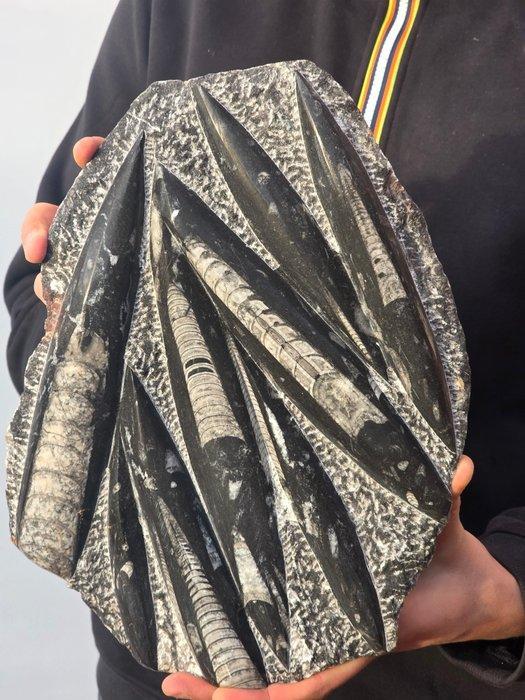 Orthoceras - Gefossiliseerd dier - 30 cm, Collections, Minéraux & Fossiles