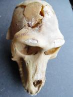 Babouin Crâne - Papio anubis - with proof of legal origin -, Verzamelen, Dierenverzamelingen, Nieuw