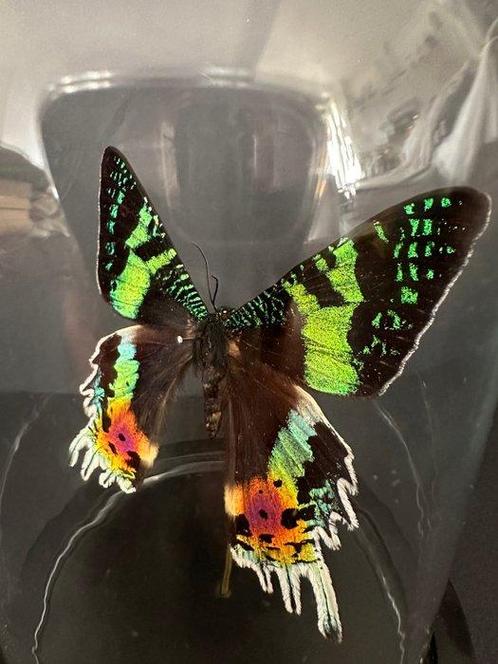 Vlinder Taxidermie volledige montage - Urania Ripheus - 16, Verzamelen, Dierenverzamelingen
