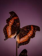 Vlinder Taxidermie volledige montage - RARE : véritable, Nieuw