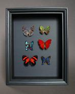 Papillon Support de corps entier pour taxidermie - Cymothoe, Collections