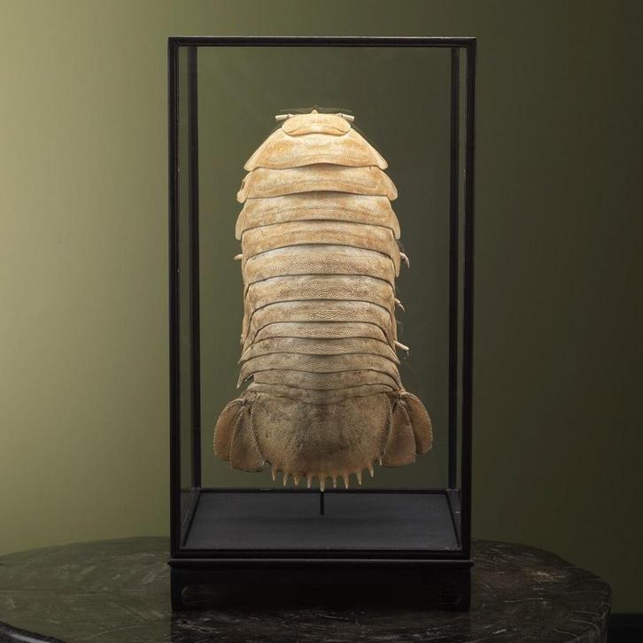 Diepzee Pissebed in Vitrine, Verzamelen, Dierenverzamelingen, Opgezet dier, Nieuw, Wild dier, Ophalen of Verzenden