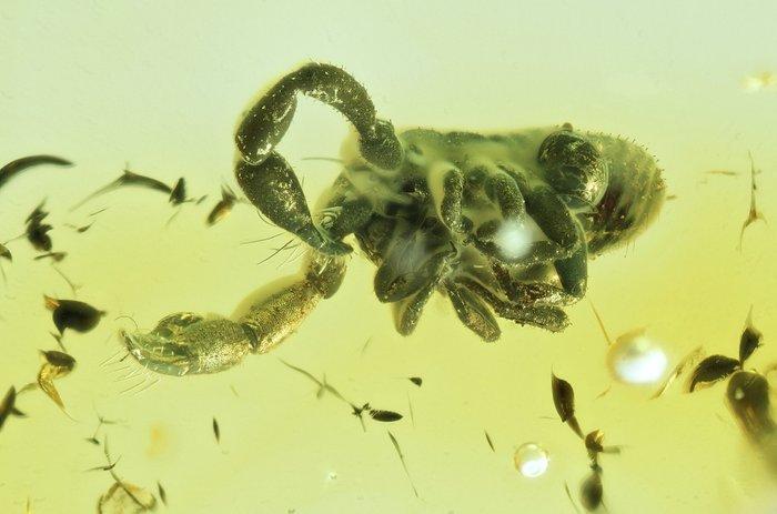 Ambre - Ambre - Pseudoscorpion, False scorpion - Inclusion, Verzamelen, Mineralen en Fossielen