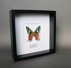 Vlinder Taxidermie volledige montage - Urania ripheus - 25, Nieuw