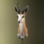 Springbok Taxidermie Opgezette Dieren By Max, Ophalen of Verzenden, Nieuw, Wild dier, Opgezet dier
