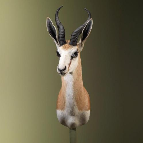 Springbok Taxidermie Opgezette Dieren By Max, Verzamelen, Dierenverzamelingen, Opgezet dier, Nieuw, Wild dier, Ophalen of Verzenden