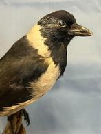 Taccola della Dauria Taxidermie volledige montage - Coloeus, Verzamelen, Nieuw