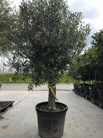 SUPER MOEDERDAG ACTIE: Olijfboom 30/35 cm stamomtrek 129 €!!, Tuin en Terras, Planten | Bomen, In pot, Olijfboom, Ophalen