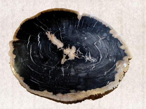Tafel - grote plak - Fossiel Hout. - geschikt voor, Verzamelen, Dierenverzamelingen