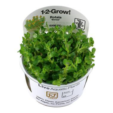 Rotala Bonsai - In Vitro, Dieren en Toebehoren, Vissen | Aquaria en Toebehoren, Nieuw, Verzenden