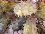 Cucumis kiwano metuliferus - basiseenheid metuliferu, Nieuw
