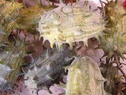 Cucumis kiwano metuliferus - basiseenheid metuliferu, Hobby en Vrije tijd, Knutselen, Nieuw