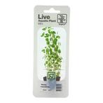 Rotala rotundifolia (easy), Verzenden, Nieuw
