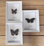 Vlinder Taxidermie wandmontage - -Sasakia Charonda -Apatura, Verzamelen, Nieuw