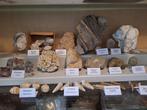 Ancienne collection de fossiles avec plus de 30 pièces -