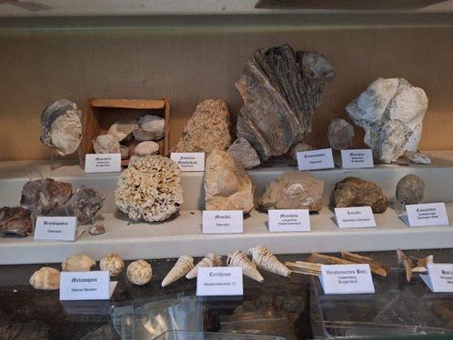 Ancienne collection de fossiles avec plus de 30 pièces -, Verzamelen, Mineralen en Fossielen