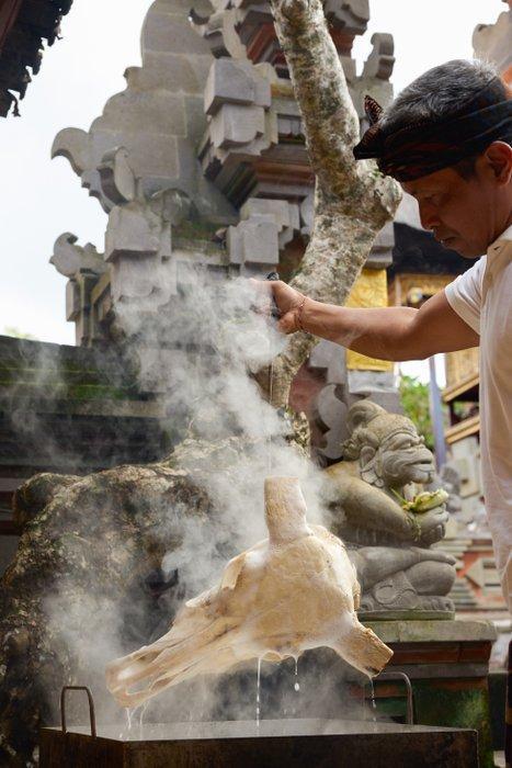 Sans prix de réserve - Crâne de vache en bois sculpté avec, Collections, Collections Animaux