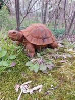 Beeld, turtle in metal with rusty patina - 9 cm - Gietijzer