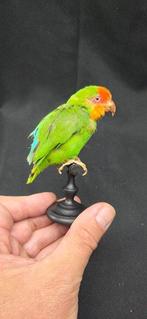 Antieke roze gezicht lovebird op museumhouten standaard, Nieuw