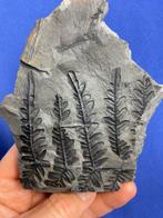 Magnifique fossile de plante du Carbonifère - Plante