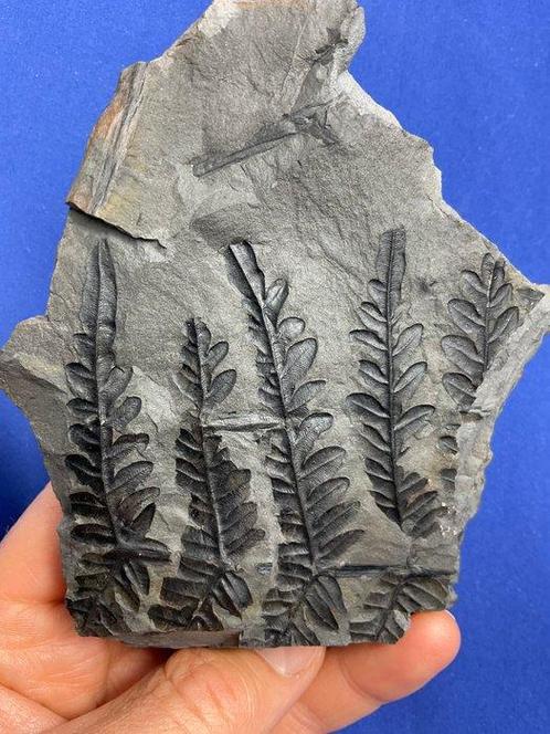 Magnifique fossile de plante du Carbonifère - Plante, Verzamelen, Mineralen en Fossielen