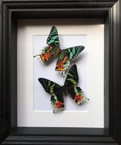 Papillon de nuit Support de corps entier pour taxidermie -, Verzamelen, Dierenverzamelingen