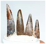 Verzameling van 4 grote tanden van de Pterosauriër uit het, Verzamelen, Mineralen en Fossielen