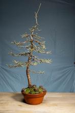 Bonsaï Mélèze (Larix) - Hauteur (arbre) : 60 cm - Profondeur