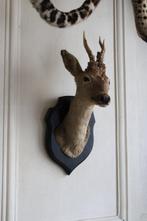Trophée de chasse, Verzamelen, Dierenverzamelingen, Nieuw