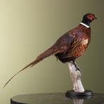 Fazant Taxidermie Opgezette Dieren By Max, Ophalen of Verzenden, Nieuw, Vogel, Opgezet dier