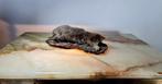 Mol Taxidermie volledige montage - Talpa europaea - 5 cm -