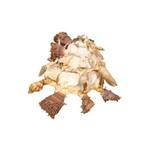 Konais drager-schelp ***TOP verzamelobject**** Taxidermie, Nieuw