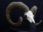 Mouflon Crâne - Ovis a. musimon - 0 cm - 0 cm - 0 cm-, Collections, Collections Animaux