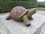 Statue, life like turtle middel - 16 cm - polyresine