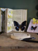 Vlinder Taxidermie volledige montage - Véritable Charaxes, Verzamelen, Nieuw