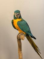 Blauwe keelara Taxidermie volledige montage - ara, Nieuw