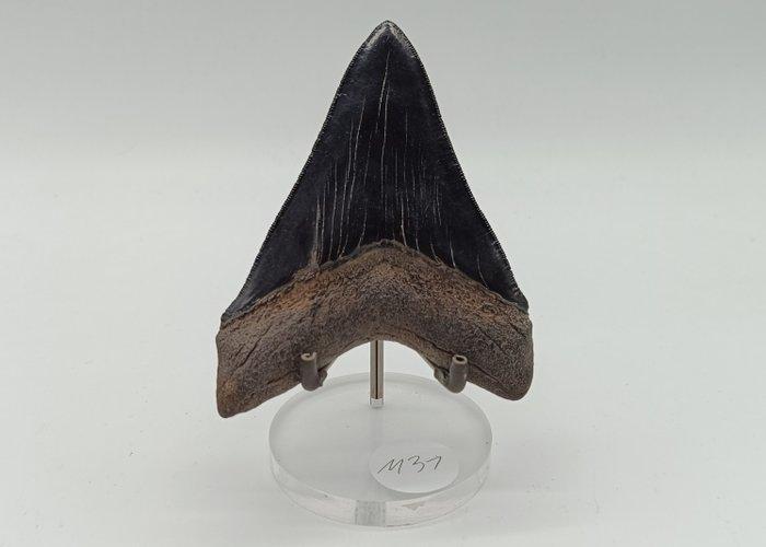 Groot, zeer goed bewaard Jet Black - Fossiele tand - Otodus, Verzamelen, Mineralen en Fossielen