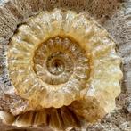 Ammoniet - Gefossiliseerde schelp - Promicroceras, Verzamelen