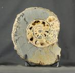 Grote gesneden ammoniet met mineralen - Gefossiliseerd dier