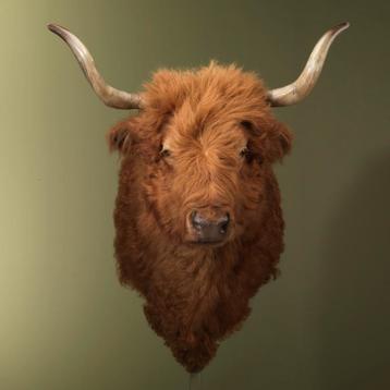 Schotse Hooglander Taxidermie Opgezette Dieren By Max beschikbaar voor biedingen