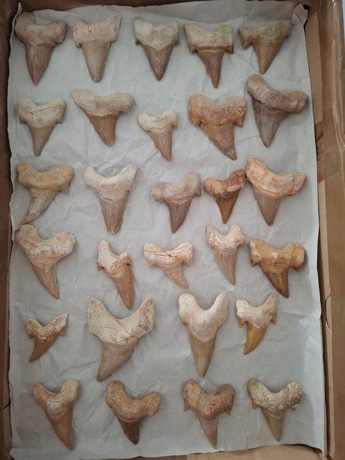 Ensemble de fossiles, dents de requin Otudos obliquus -, Verzamelen, Mineralen en Fossielen