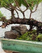 Jeneverbes bonsai (Juniperus) - Hoogte (boom): 10 cm -