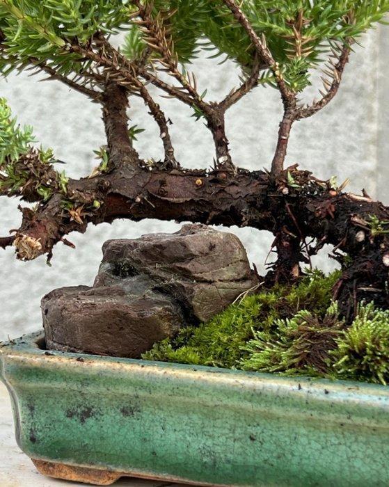 Jeneverbes bonsai (Juniperus) - Hoogte (boom): 10 cm -, Antiek en Kunst, Curiosa en Brocante