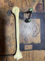 Anatomisch model (3) - Plastic, titaan, Gips - 1970-1980 -, Antiek en Kunst