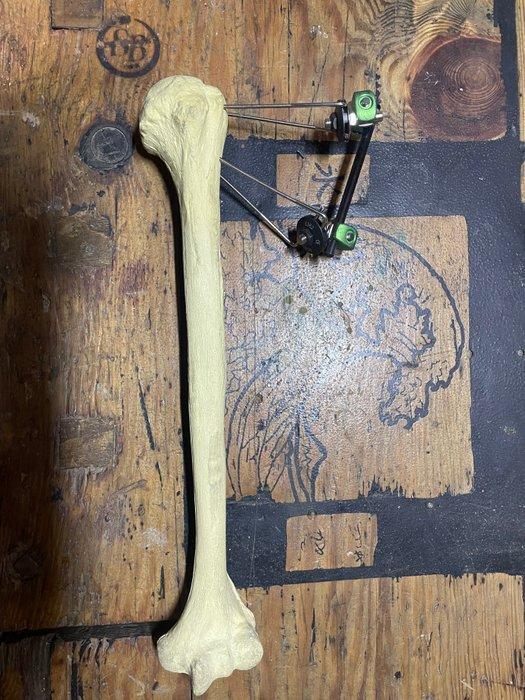 Anatomisch model (3) - Plastic, titaan, Gips - 1970-1980 -, Antiek en Kunst, Antiek | Wandborden en Tegels