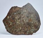 Météorite NWA 869 L3-6. tranche complète- 26.97 g, Collections, Minéraux & Fossiles