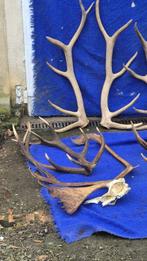 Noordelijke wapiti - cervus élaphus - caribou Hoorns -, Verzamelen, Dierenverzamelingen, Nieuw